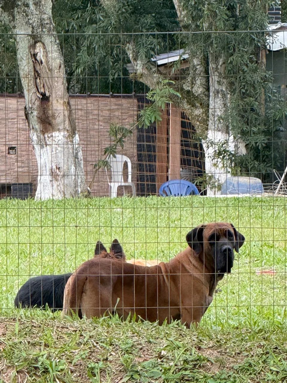 FILHOTES DE FILA BRASILEIRO  - Foto 2