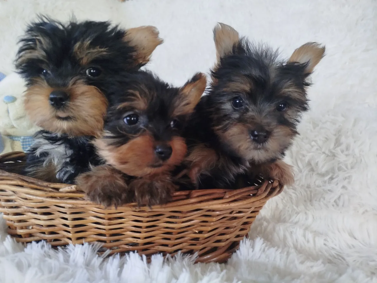 Lindos filhotes de York mini macho com 2 meses