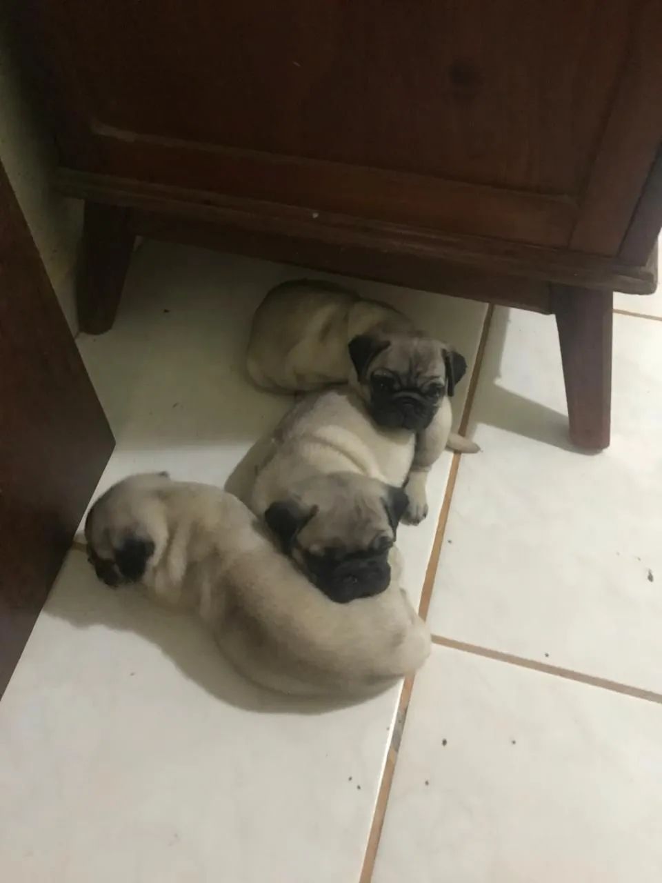 Filhote de Pug