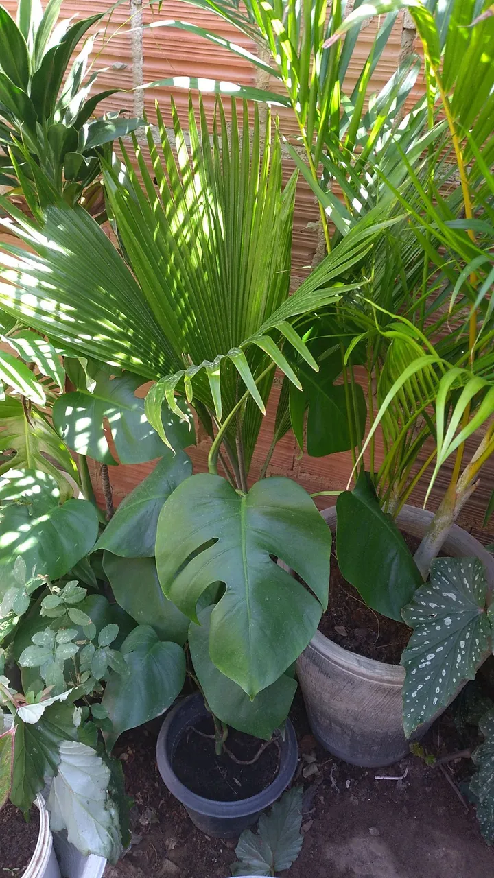 Jardim Tropical com Plantas Ornamentais Diversas