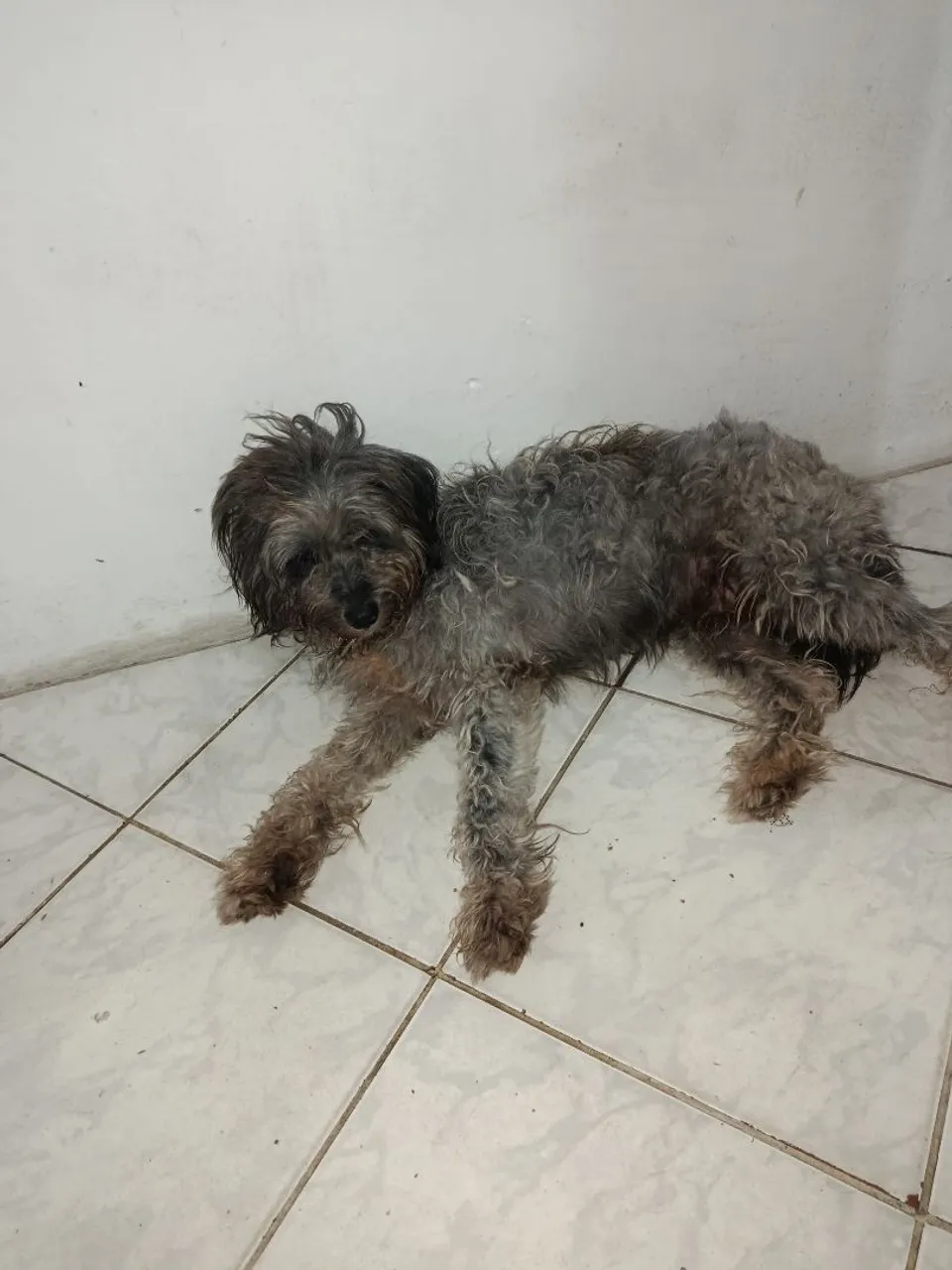 Cachorro híbrido pra doação