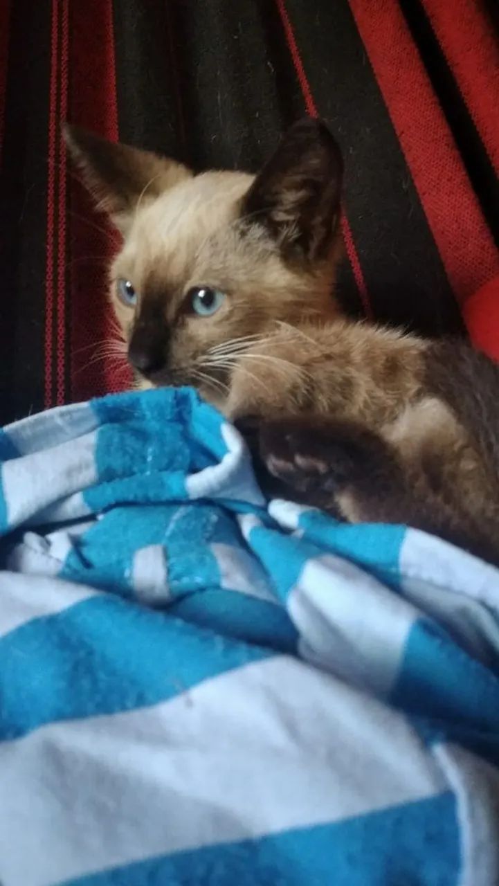Gatinho Siamês disponível para adoção - Foto 3