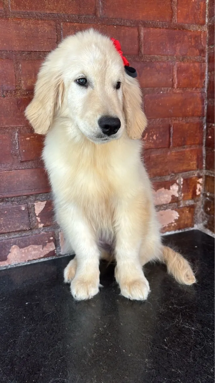 Filhote Golden Retriever - Puro Sangue
