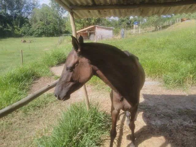 Porda de cor lobuna. - Foto 4