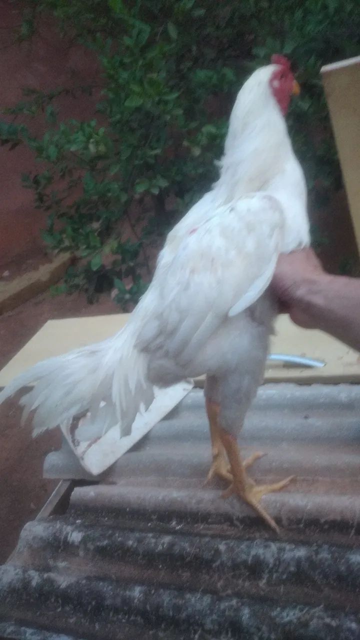 Frango índio branco 