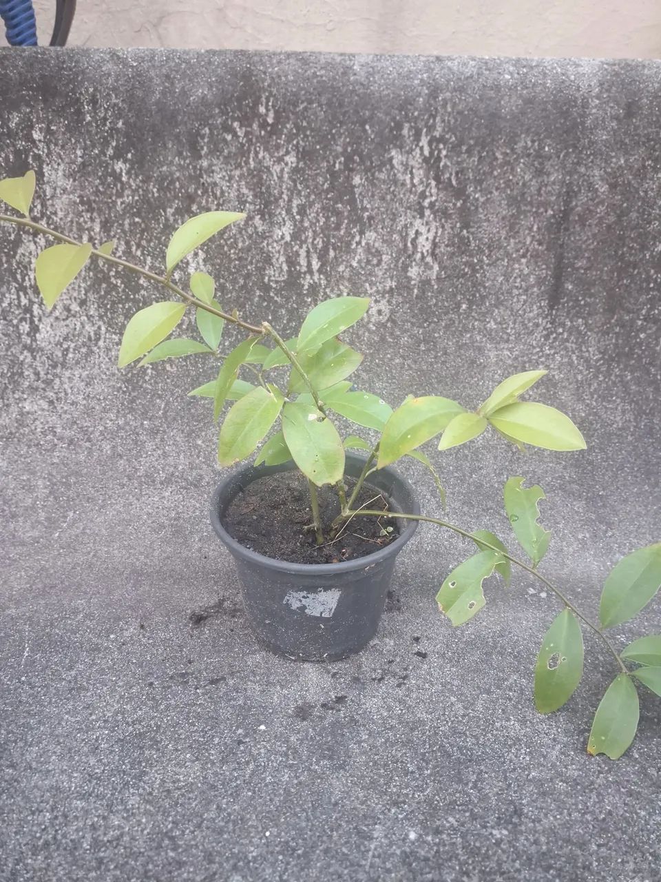 Muda Ora Pro Nobis - Foto 2