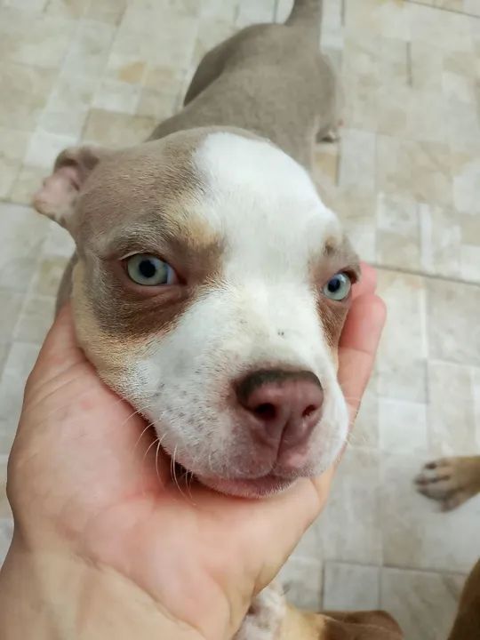 Filhote de American Bully, puros com procedência!! - Foto 3