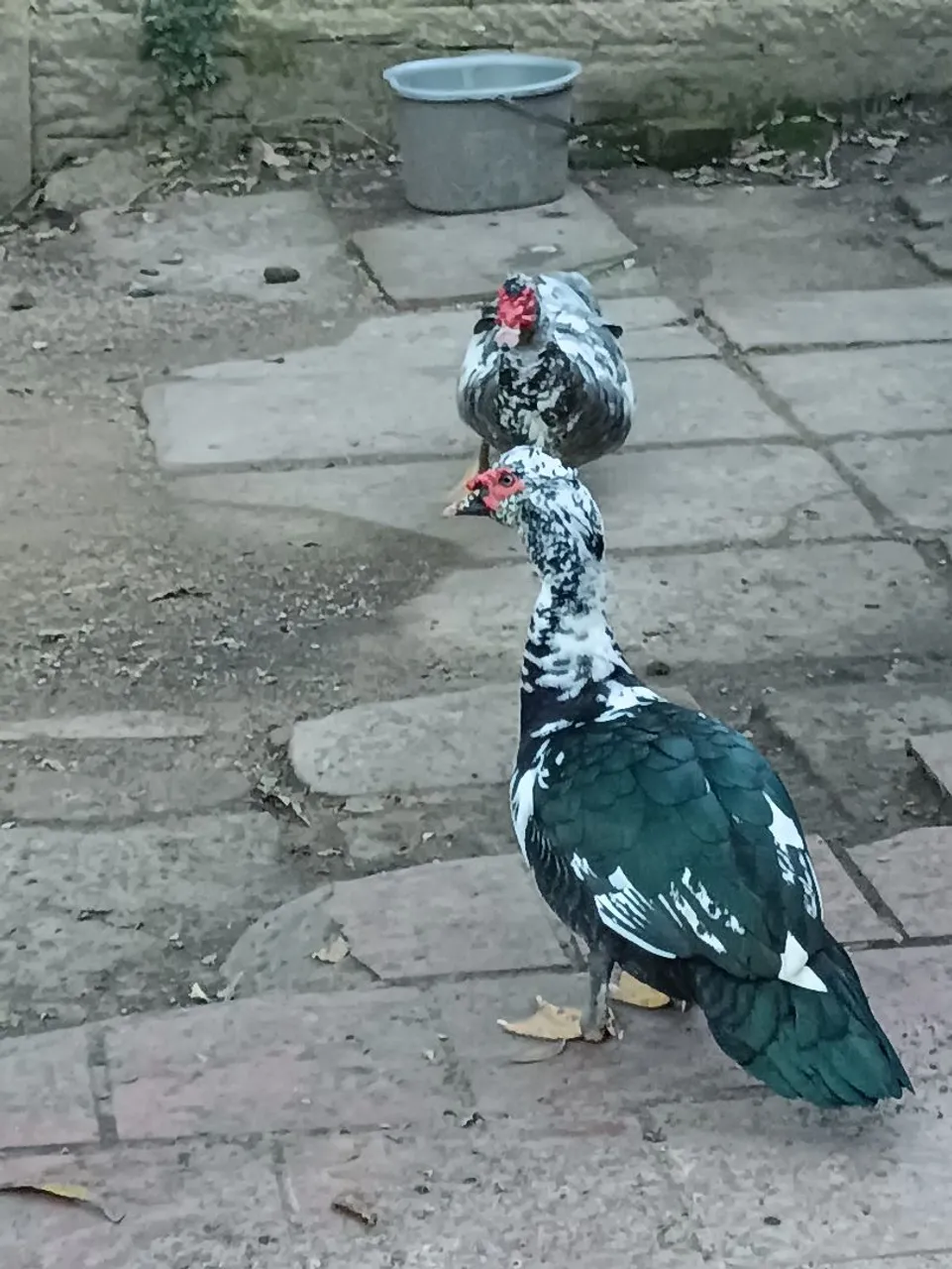Patos machos 
