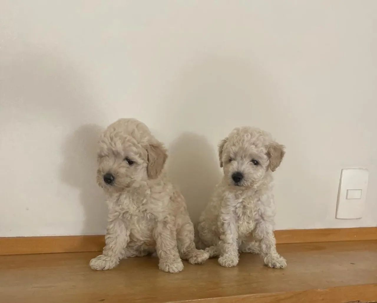 Poodle Toy 