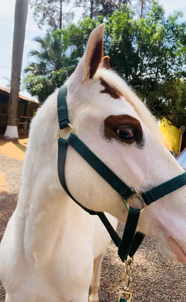 Cavalo Potro Paint horse PO Registrado  - Foto 2