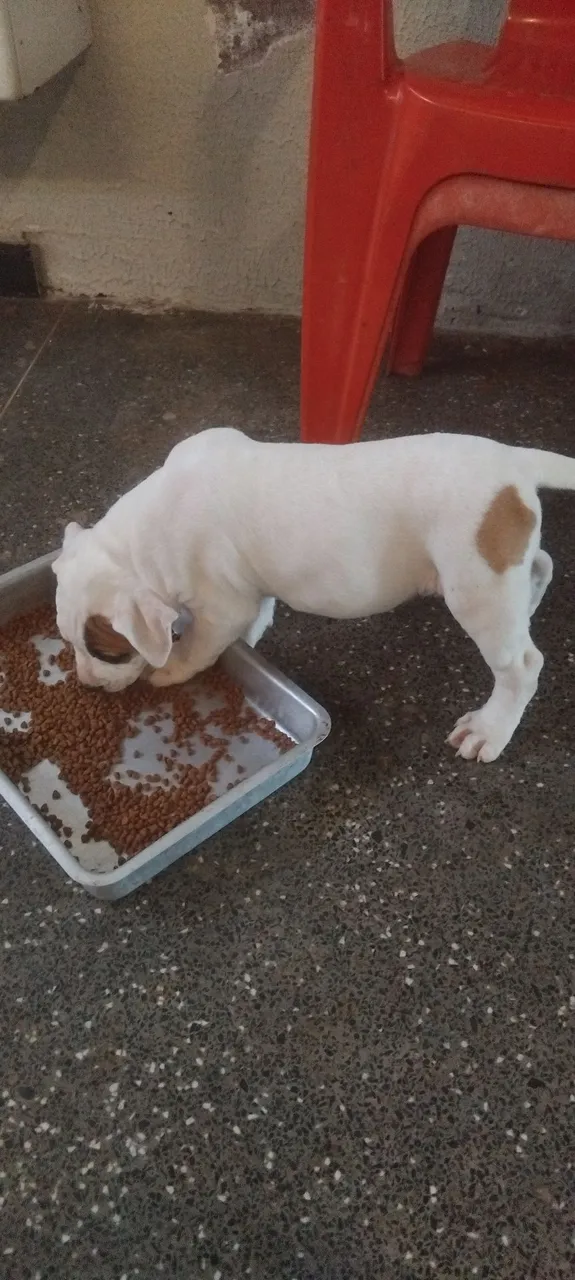 Filhote de Pitbull