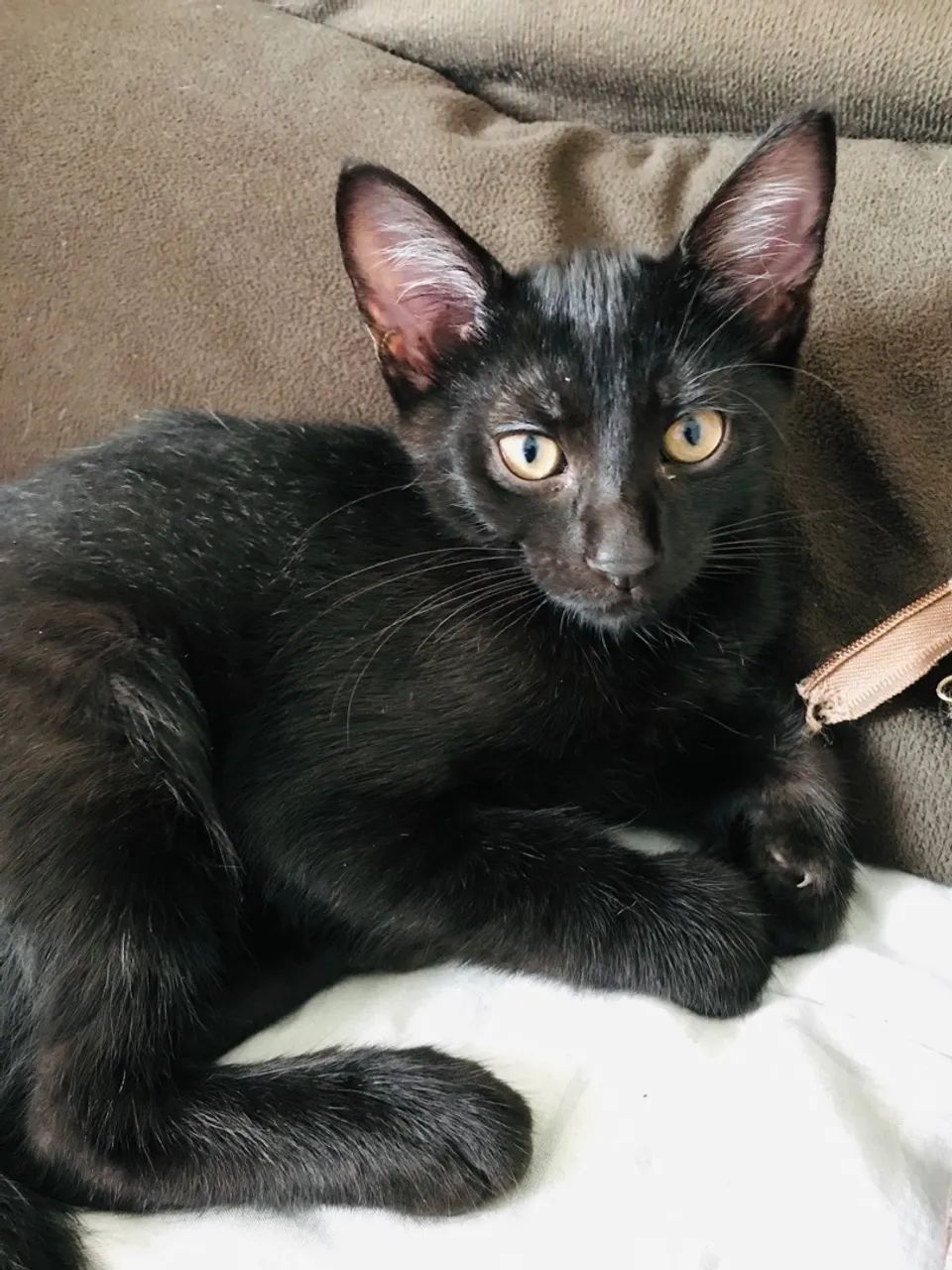 Gatinho preto para adoção consciente  - Foto 3