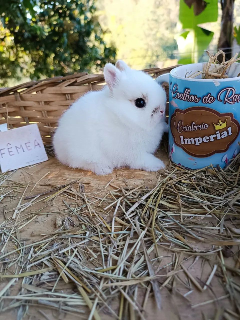 Coelhos PET - MINI, ANOES E GIGANTES - Foto 5
