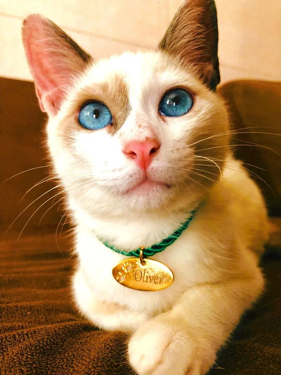 Gatinho para doação 