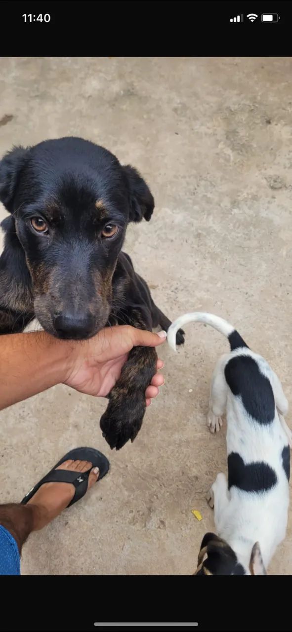 Adoção responsável  - Foto 2