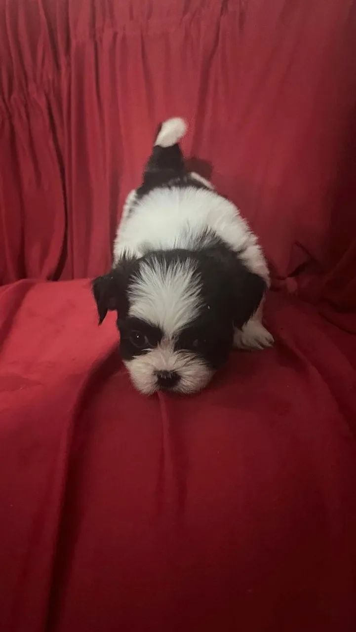 Shih tzu - Foto 4