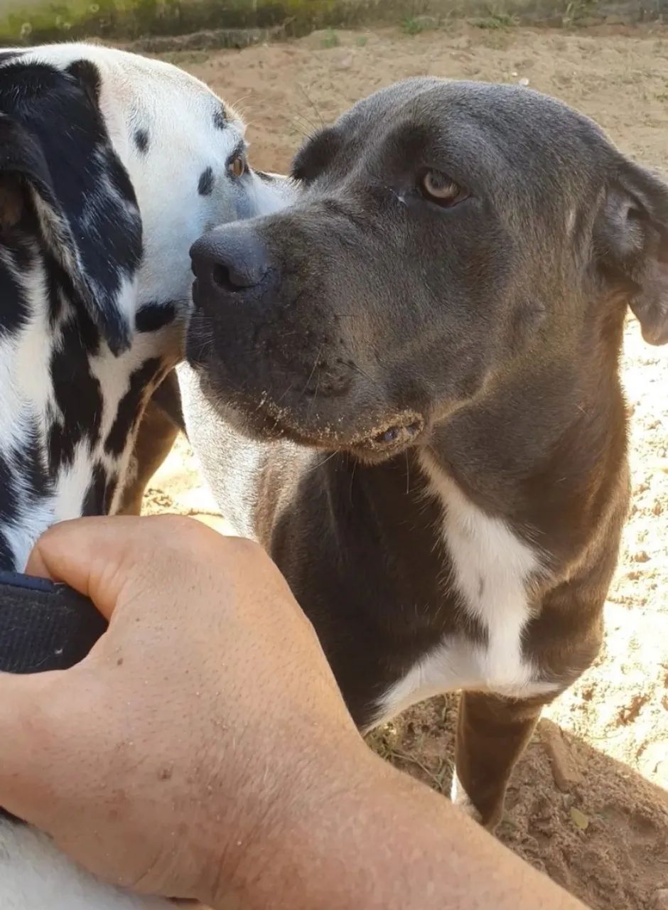 Filhote de cane corso com Dálmata  - Foto 2