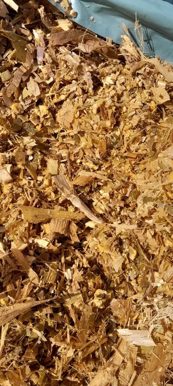 Silagem de milho  - Foto 2