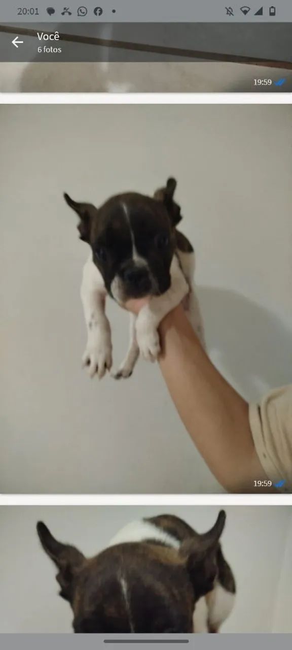 Buldog francês  - Foto 4