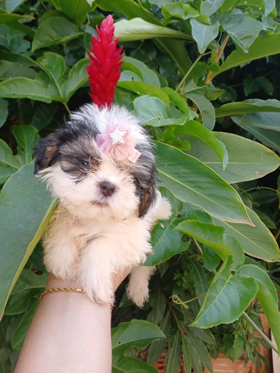 Lhasa Apso - Foto 4