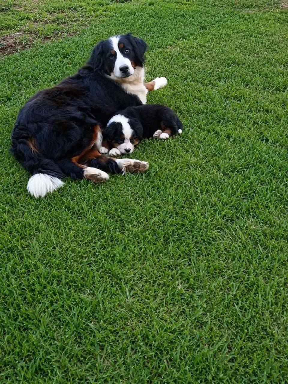 Filhotes de bernese