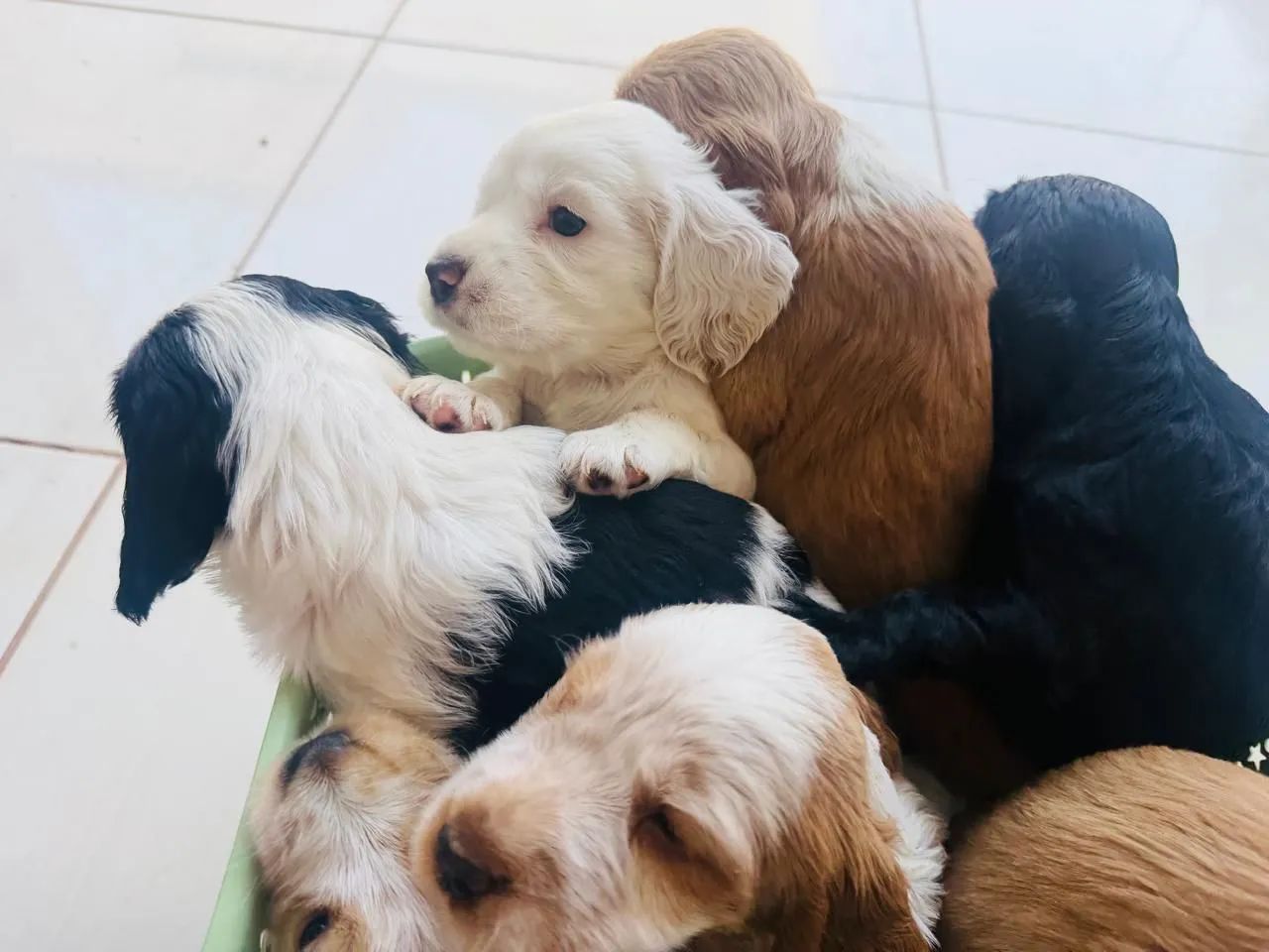 Filhotes cocker spaniel , apenas macho - Foto 2