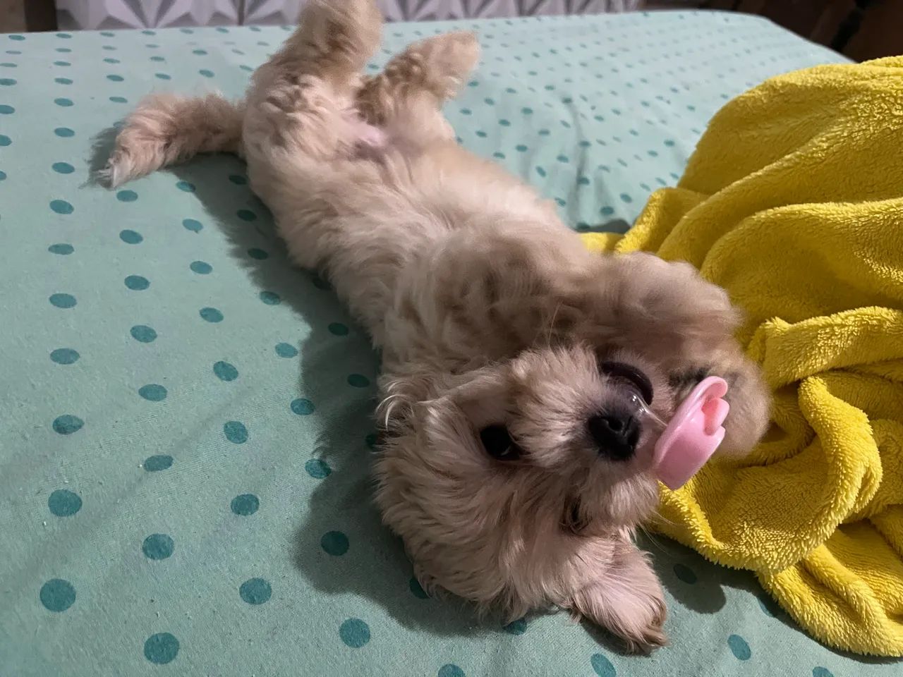 Poodle Toy - Foto 3