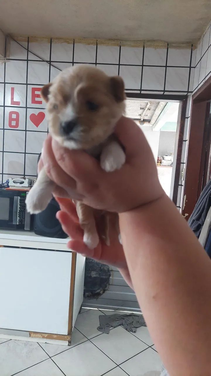 Shitzu cão  - Foto 2