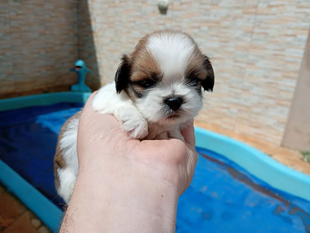 vendo - Foto 4