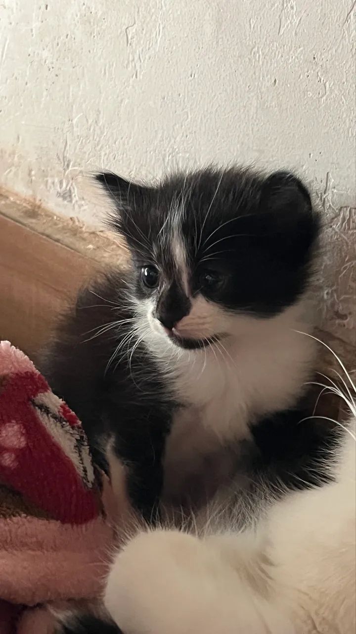 Doação de gatinhos filhotes 