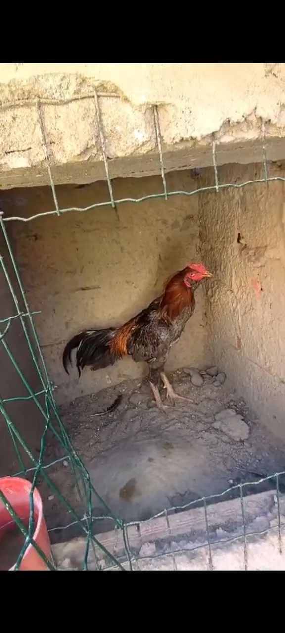 Frangas e frangos indio - Foto 2