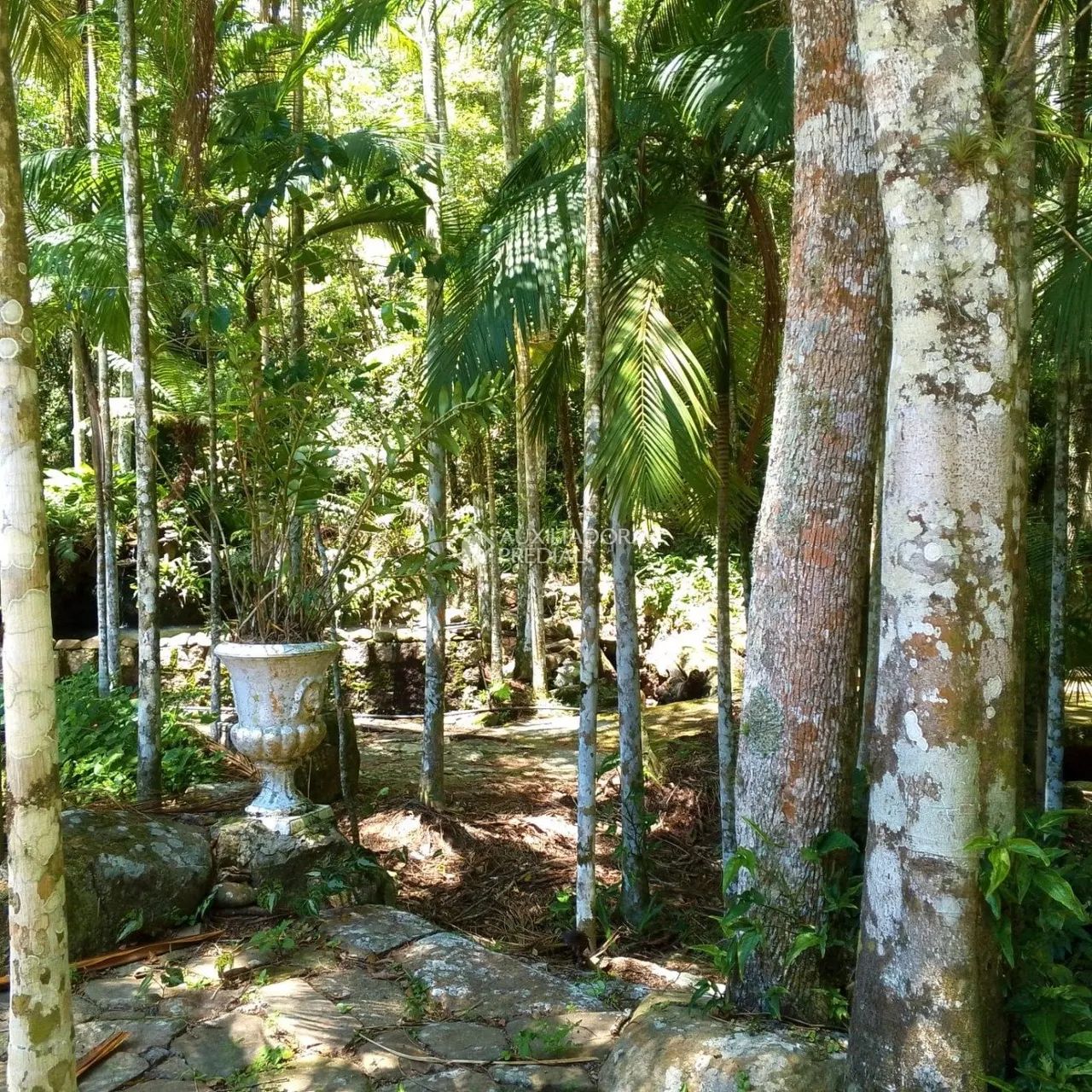 Sítio a Venda em Florianópolis Vargem do Bom Jesus - Foto 4