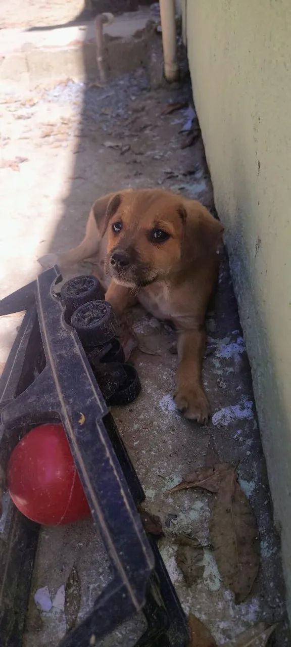 Doação de Cachorros 