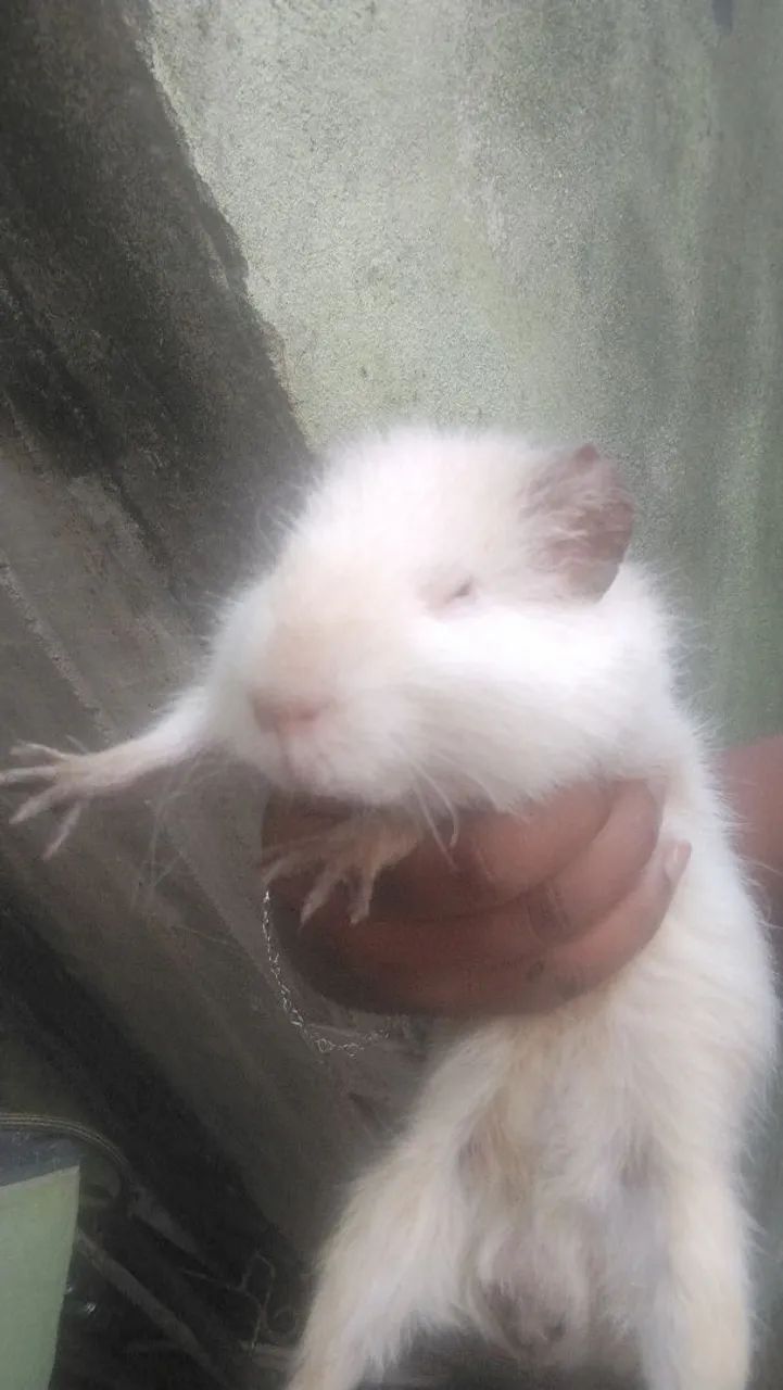 Porquinhos da índia - Foto 5