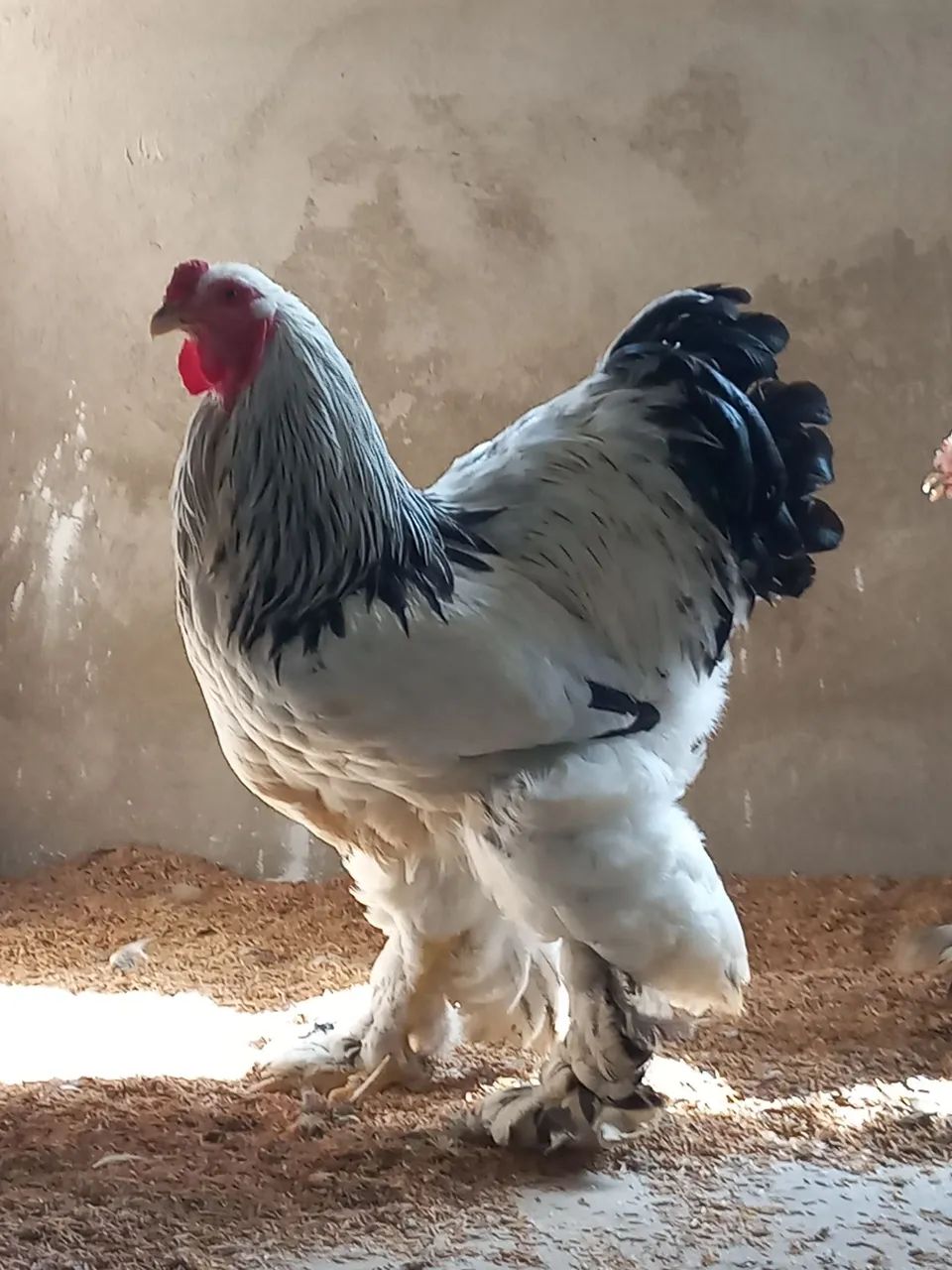 Pintinhos de Brahma Light! - Foto 3