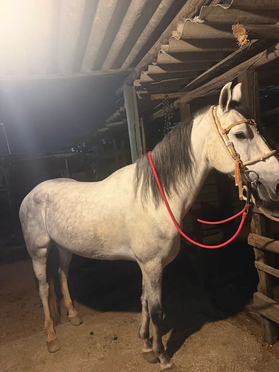 Cavalo  - Foto 3