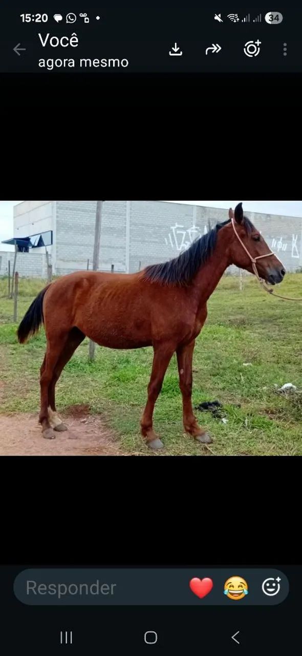 Cavalos