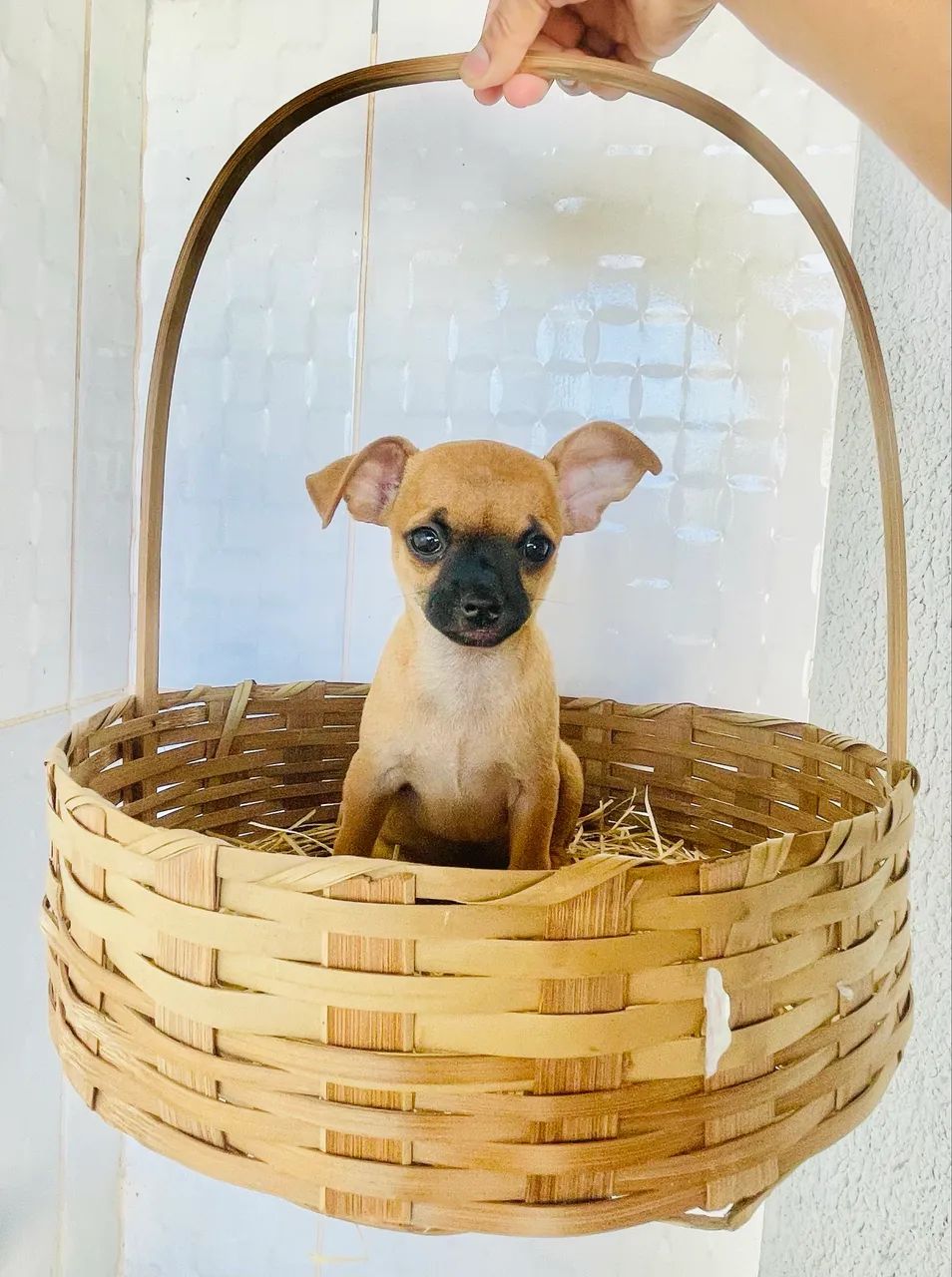 Chihuahua  - Foto 2