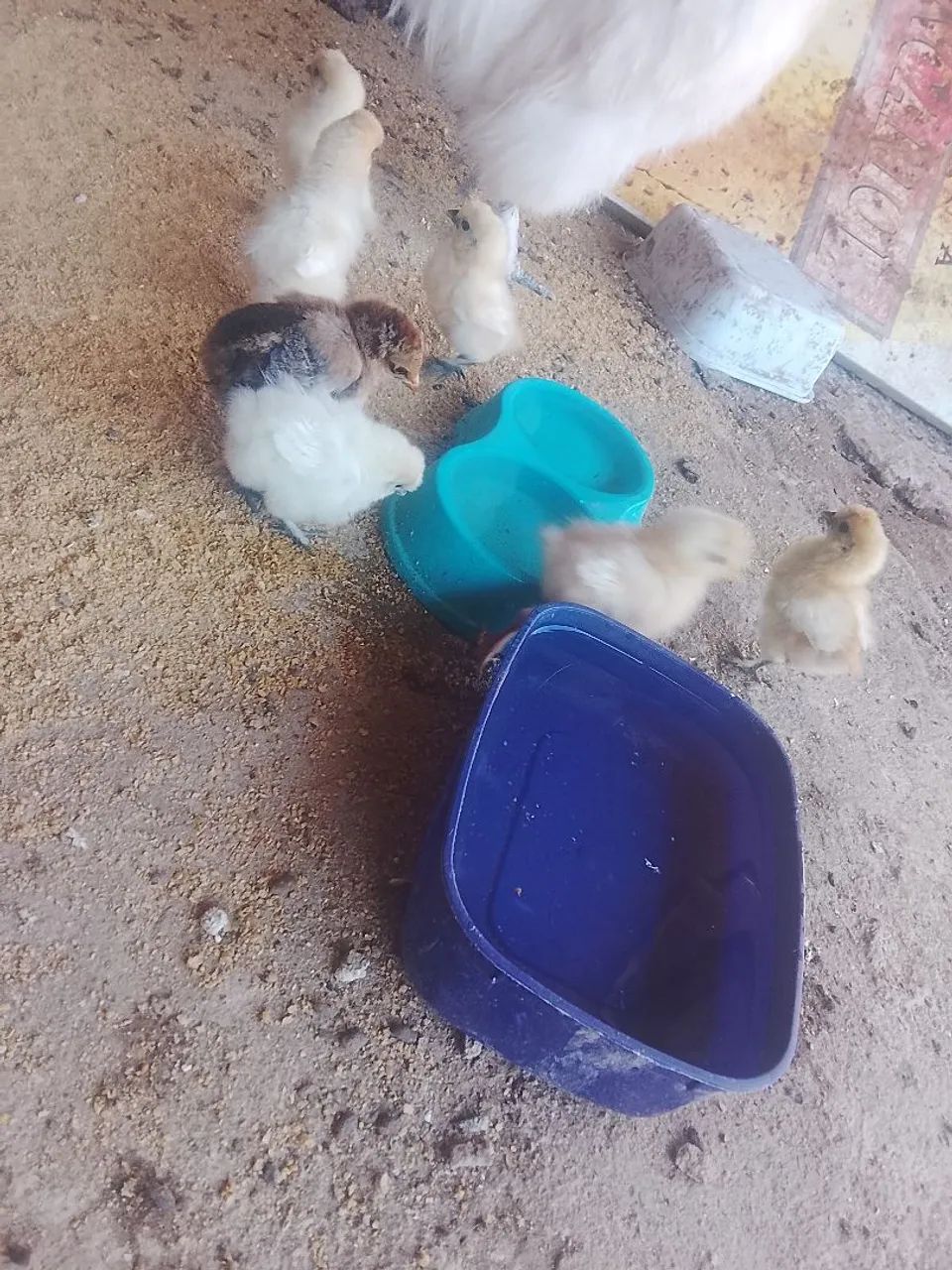 Pintinhos
