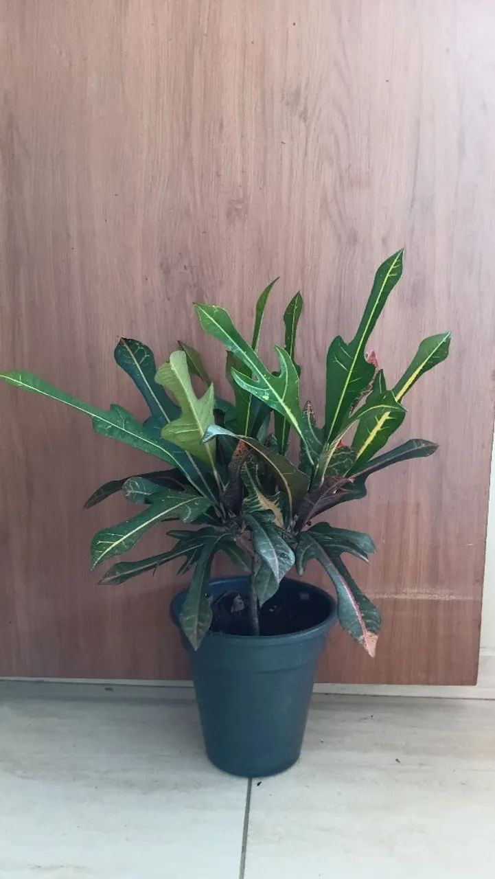 Plantas de vasos  - Foto 3