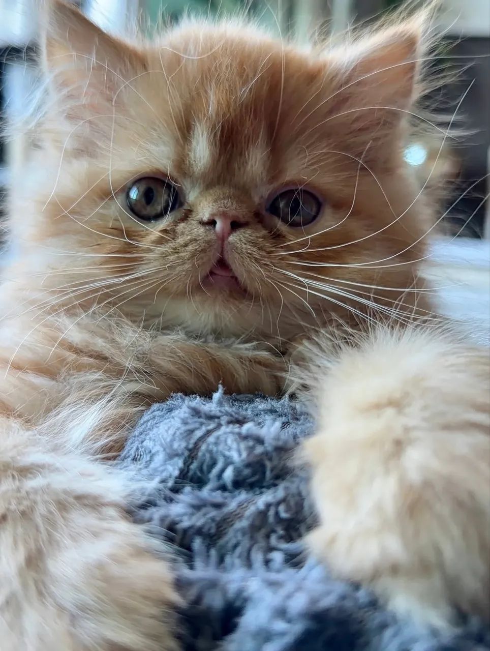 Gato persa  - Foto 2