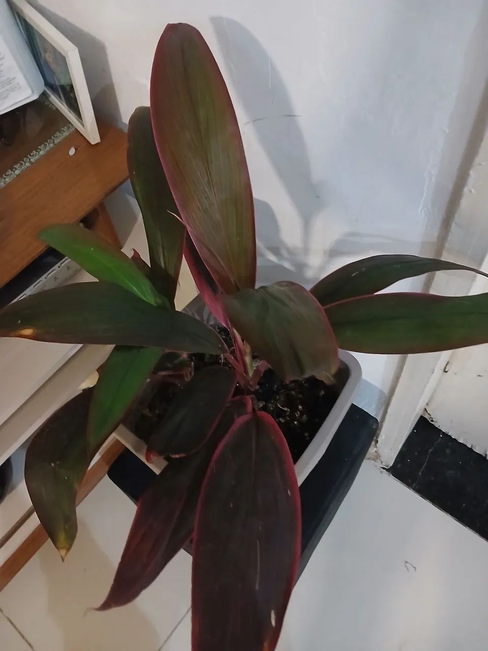 Jarro de planta Rafia - Foto 3
