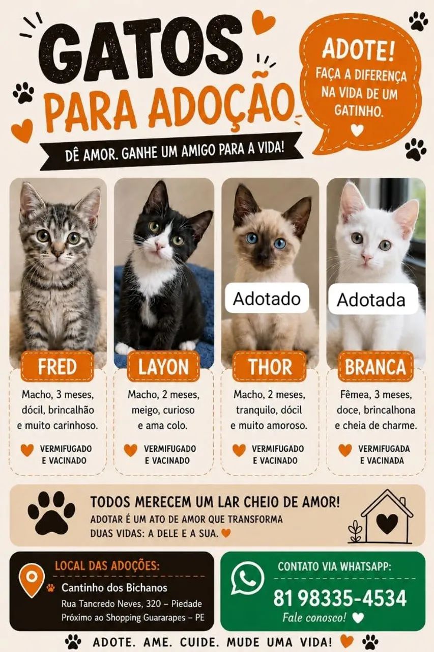 Gatinhos para doação  - Foto 4