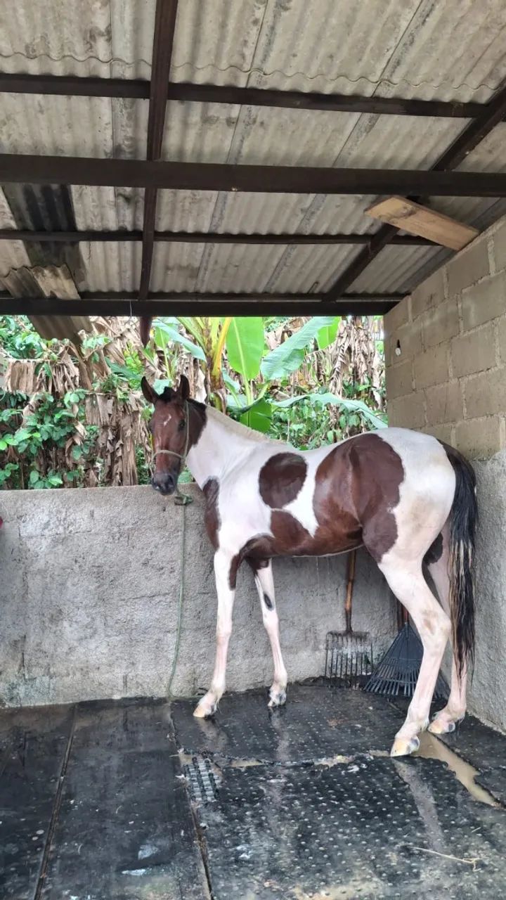 Cavalo - Foto 2