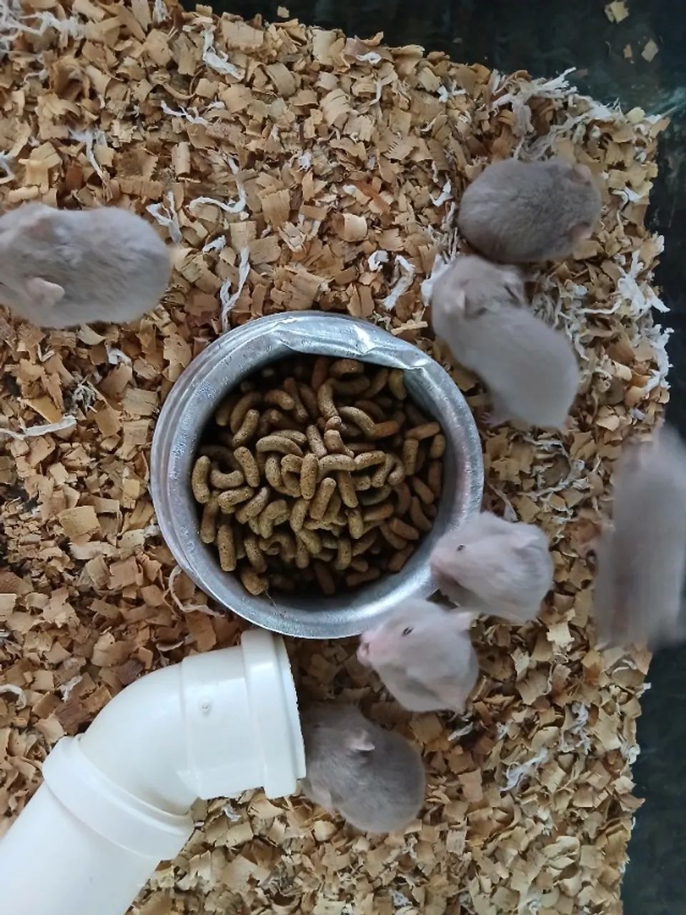 Hamster Sírios  - Foto 4