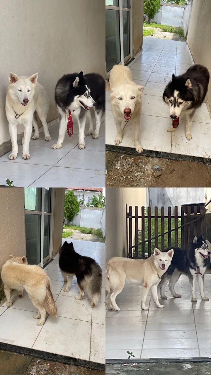 Husky siberiano  - Foto 4