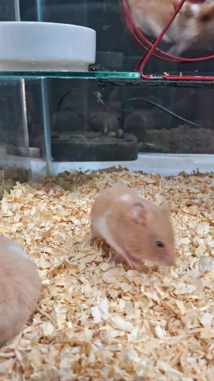 Hamster Sírios  - Foto 3