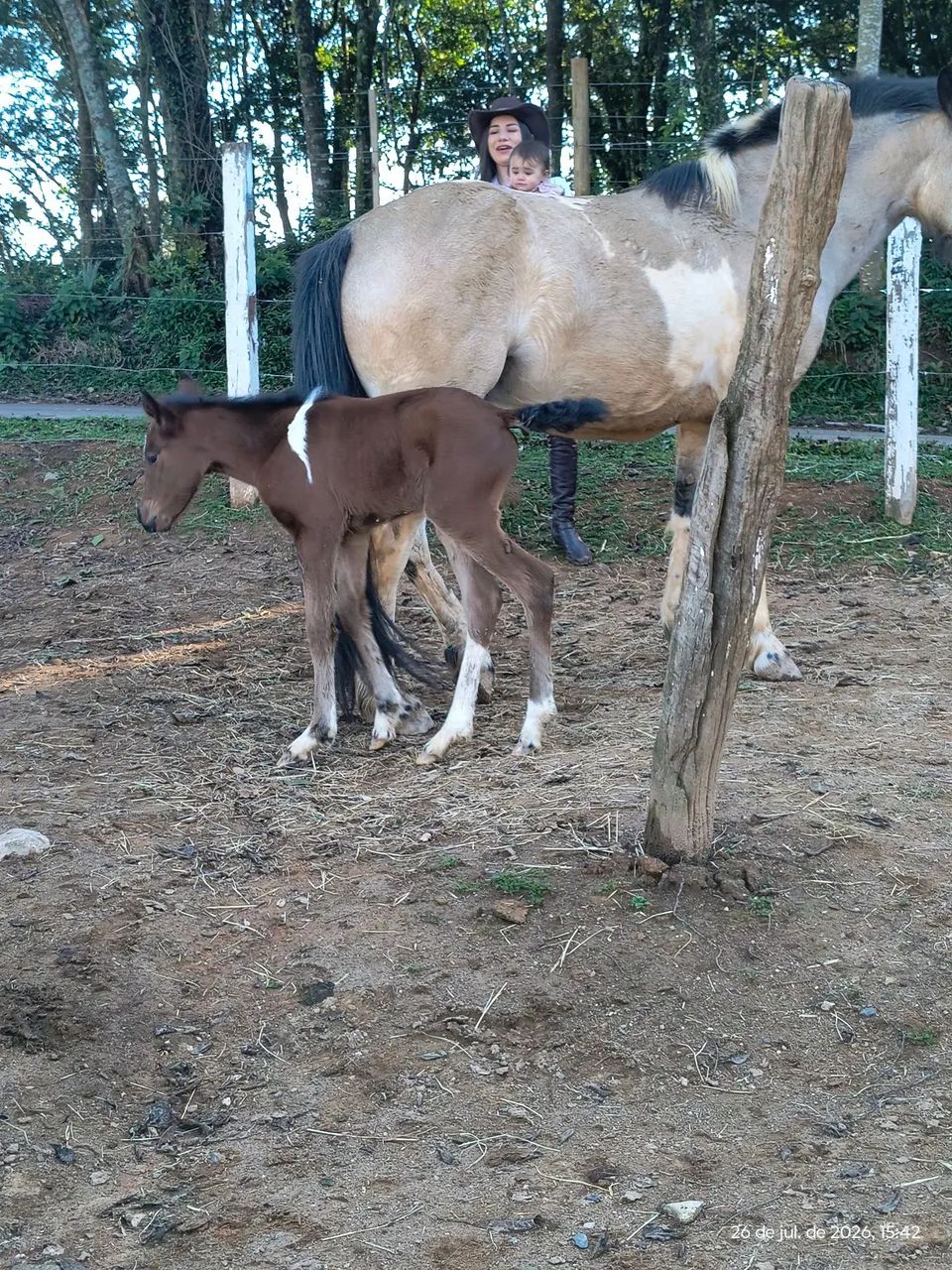 Égua com filhote 