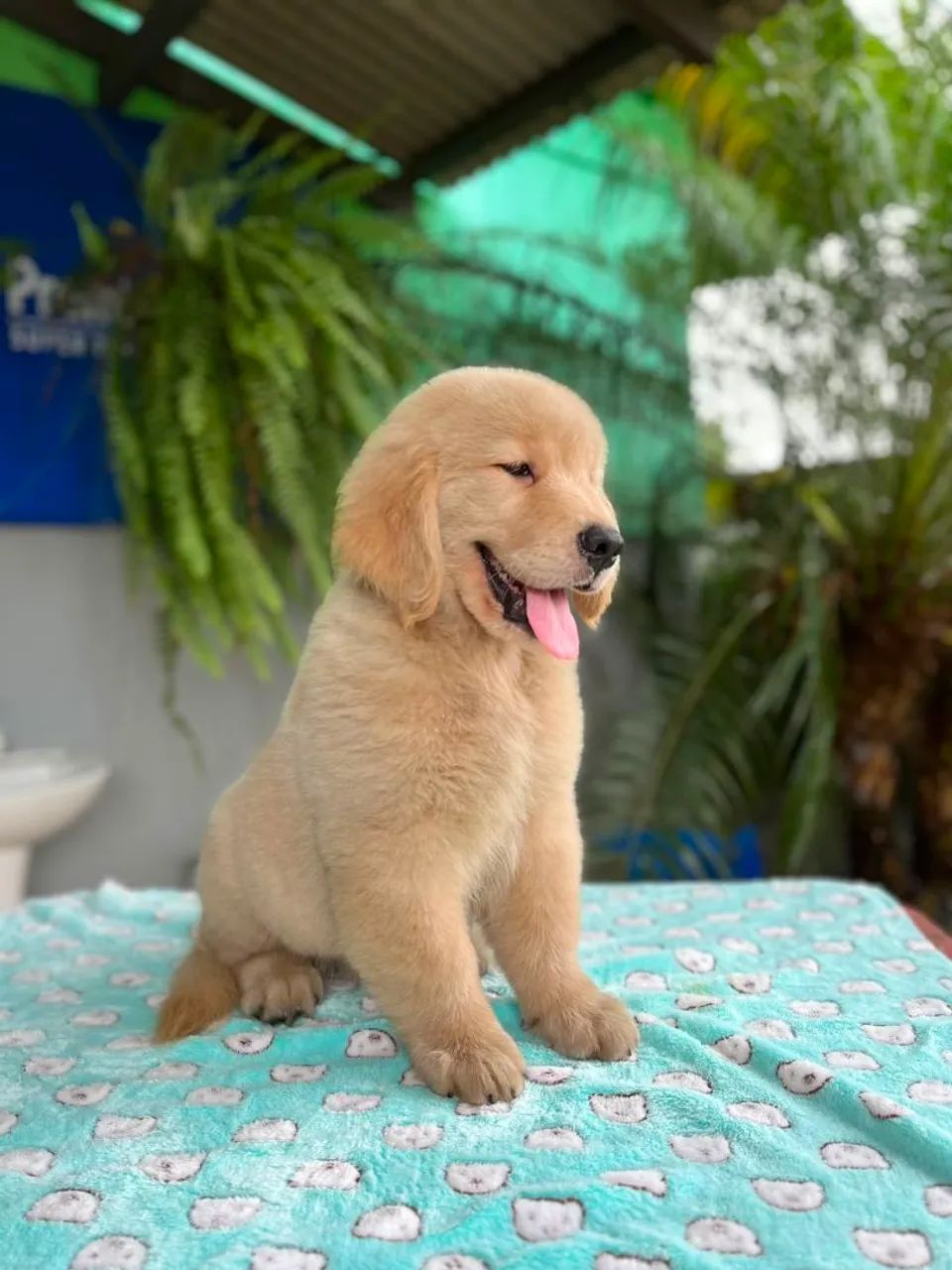 Golden Retriever  - Foto 2