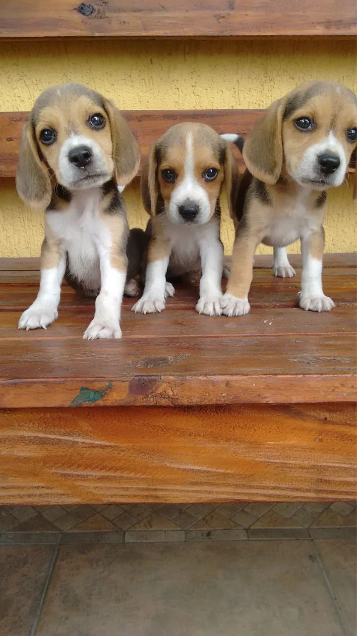Beagle Fêmea tricolor mini 13 polegadas 